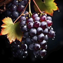 Harvest ready grape bunches with water droplets sparkling in the sunlight, AI generated