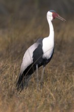 Africa, Botswana, Wattled Crane, Grus carunculatus, Botswana, Africa