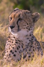 Africa, Botswana, cheetah, Acinonyx jubatus, Botswana, Botswana, Africa