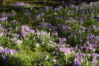 Crocuses, Spring, Hamburg, Hamburg, Federal Republic of Germany