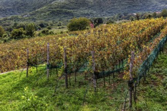 Small, modern family winery Marcovic near Cetinje, Montenegro, Cetinje, Montenegro, Europe