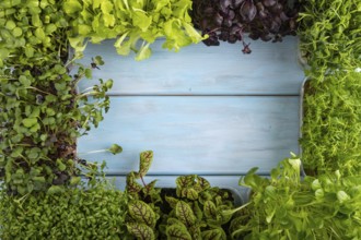 Set of boxes with microgreen sprouts of purple and green basil, sunflower, radish, sorrel, pea,