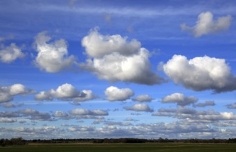 (Cumulus) clouds in blue sky over Bawdsey and Alderton, Suffolk, England, UK