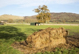 Farming landscape view chalk escarpment Oliver's castle, near Devizes, Wiltshire, England, UK from