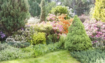 Decorative trees. shrubs and flowers in the garden: spruce, arborvitae, pine, fir, juniper,