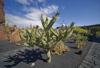 Cactus garden, Jardin de Cactus, designed by the artist César Manrique, behind the restored gofio