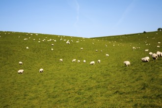 Flock of sheep grazing on calcareous grassland of chalk downland on Milk Hill, the Marlborough