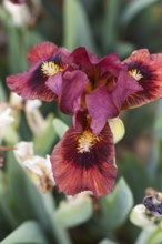 Beautiful multicolored iris flower bloom in the garden. Close up, fragility and summer concept