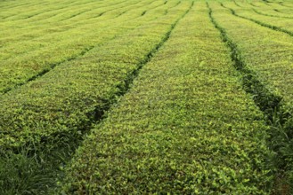 Orderly green tea plantation fields with clear lines in agriculture, tea cultivation and production