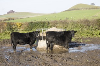 Aberdeen Angus cross breed beef cattle calves standing muddy field by feed container, Wilcot,