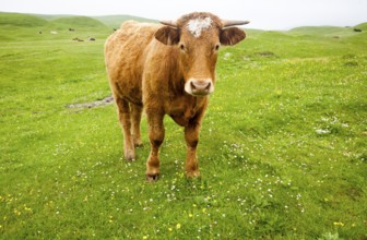 Brown bullock with horns on machair grassland grazing, Vatersay Island, Barra, Outer Hebrides,