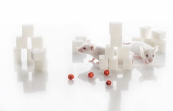 Two small white laboratory mice among sugar cubes, diabetes concept