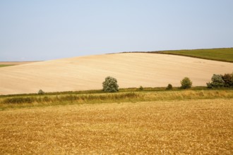 Golden yellow summer colours of fields of harvested arable crops on Waden Hill, Avebury, Wiltshire,