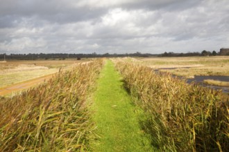 Green grass path between reeds on the flood defence sea wall near Shingle Street, Suffolk, England,