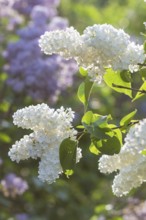 Blooming lilac in the botanical garden in spring