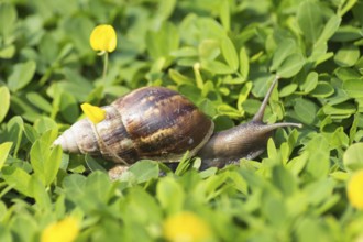 Tropical brown snail on green grass