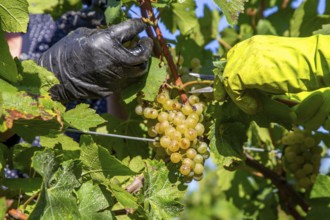 Hand-picking of Chardonnay grapes in the Palatinate in 2023 (Norbert Groß winery, Meckenheim) . The