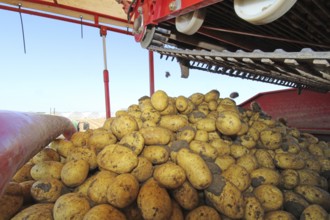 Farmer Hartmut Magin from Mutterstadt harvesting early potatoes in the Palatinate (Mutterstadt,