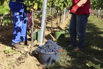 Grape grape harvest: Hand-picking Pinot Noir grapes in the Palatinate