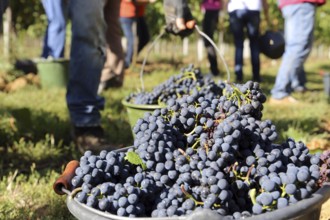 Grape grape harvest: Hand-picking Pinot Noir grapes in the Palatinate