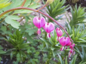 Dicentra bloom in spring garden