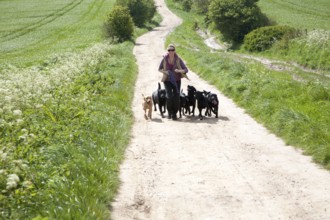 Woman running exercising her dogs on chalk downland on Roundway Down, Devizes, Wiltshire, England,