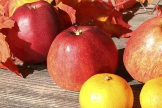 Apples and mandarins on a rustic wooden table as an autumnal motif