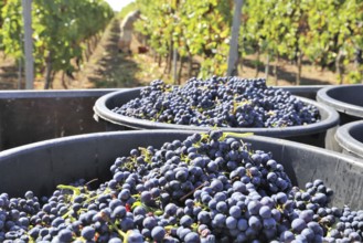 Grape grape harvest: Hand-picking Pinot Noir grapes in a vineyard in the Palatinate