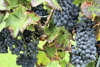 Close-up of blue grapes on vines in the Palatinate