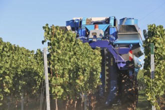 Grape grape harvest with full harvester in the district of Bad Dürkheim, Rhineland-Palatinate