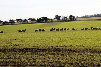 Flock of sheep grazing in field, Alderton, Suffolk Sandlings, England, UK