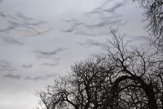 Roosting tree of a flock of crows, crows in a tree in the morning, panic flight of a flock of crows