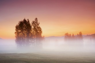 Birch trees in the Rothenthurm upland moor at sunrise in autumn, Canton Schwyz, Switzerland, Europe