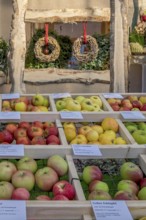 Presentation of different apple varieties, Rhineland-Palatinate, Germany, Europe