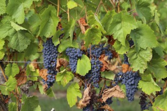 Close-up of ripe blue-green grapes