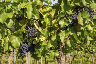 Ripe Pinot Noir grapes in the Palatinate. The 2023 vintage is exceptionally good