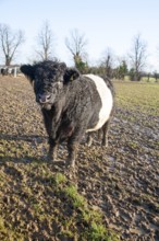 Rare breed Belted Galloway beef cattle herd at Lux farm, Kesgrave, Suffolk, England, United