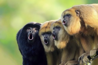 Black howler (Alouatta caraya), one male and three females calling, portrait, male, female, South