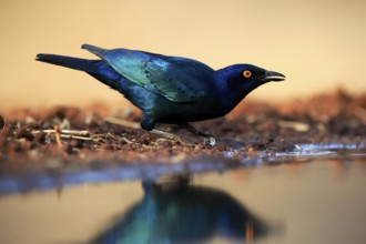 Red-shouldered Glossy Starling (Lamprotornis nitens), adult, at the water, drinking, Kruger