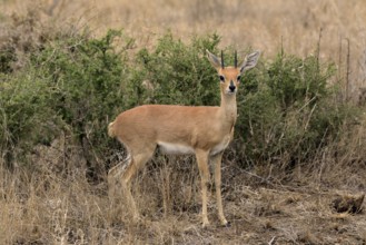 Steenbok (Raphicerus campestris), adult, male, foraging, vigilant, dwarf antelope, Kruger National