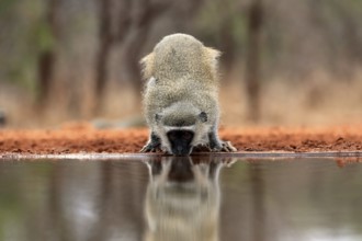 Vervet Monkey (Chlorocebus pygerythrus), adult, drinking, at the water, Kruger National Park,