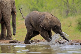 African elephant (Loxodonta africana), young animal, calf, baby elephant, mother, young animal with