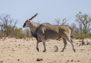 Common eland (Taurotragus oryx), adult male, Etosha National Park, Namibia, Africa