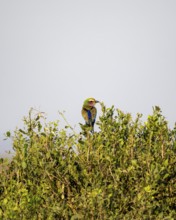 Lilac-breasted roller (Coracias caudatus) sitting in a tree against a blue sky, Kruger National