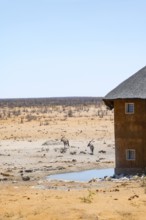 Two gemsbok (Oryx gazella) in dry savannah with orange-coloured sand, at the Olifantsrus waterhole