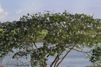 Western Cattle Egrets, Bubulcus ibis, roosting in a tree, late afternoon, Amazon Basin, Brazil,