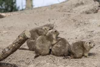 Prairie dogs (Cynomys ludovicianus), Emmen Zoo, Netherlands