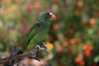 White-fronted amazon (Amazona albifrons), adult, in perch, Sonora Desert, Arizona, North America,