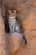 Ocelot (Leopardus pardalis), adult, sitting, at the den, alert, Sonora Desert, Arizona, North