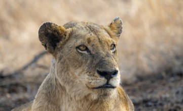 Lion (Panthera leo), adult female, animal portrait, lying, African savannah, Kruger National Park,